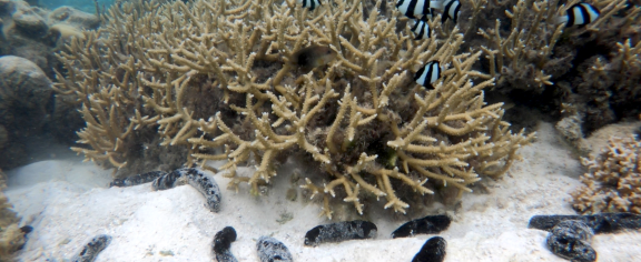 海参和珊瑚